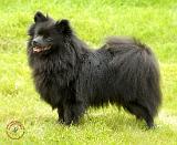 German Spitz